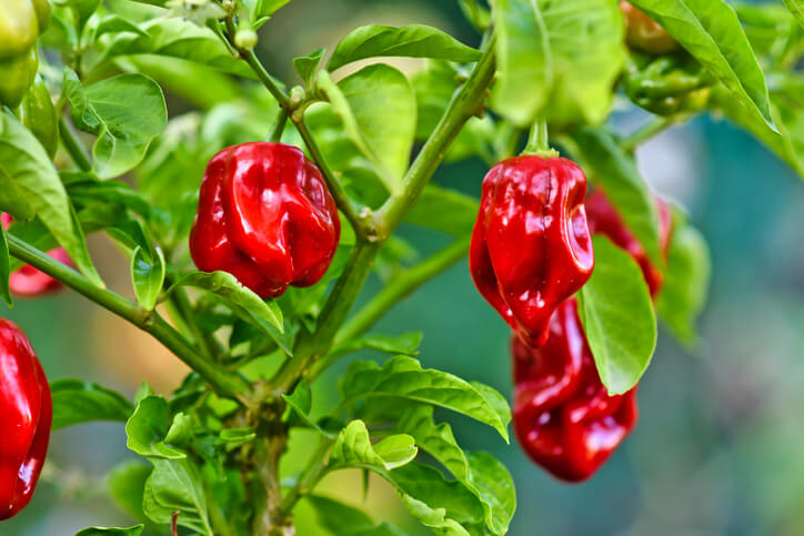 Pikieren nach einigen Wochen