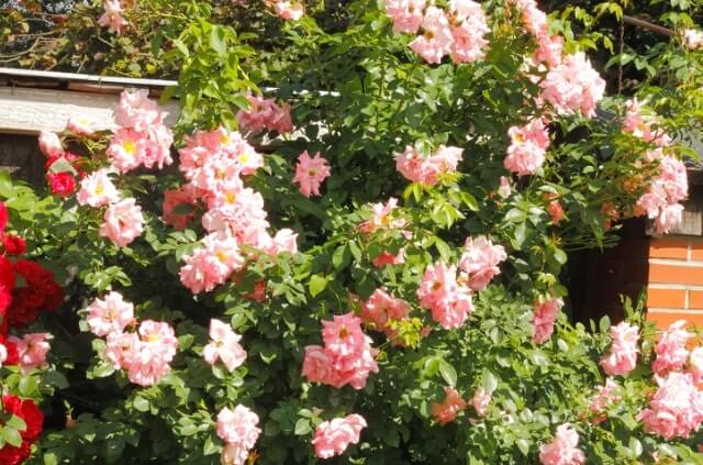 Ramblerrosen schneiden - eine Anleitung