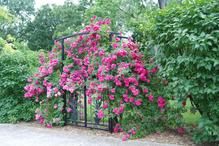 Rankhilfen für Rosen