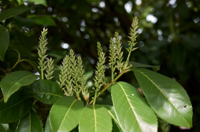 Raupen und Käfer am Kirschlorbeer effektiv bekämpfen