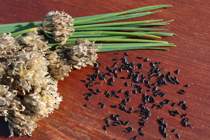 Richtiger Standort und Vorbereitung der Aussaat