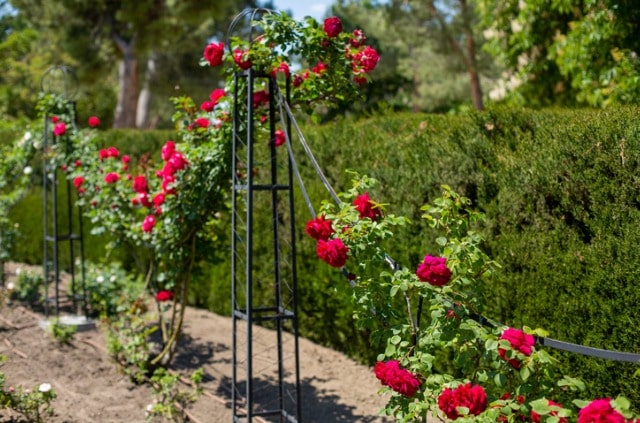 Rosen richtig stützen