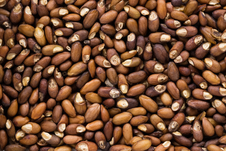 Rosmarin ist ein Lichtkeimer