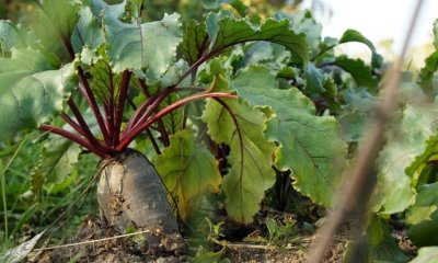 Rote Bete als Mischkultur in Ihrem Gemüsebeet