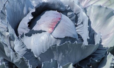 Rotkohl anbauen und ernten
