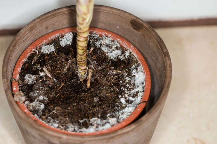 Schädlichkeit von Schimmelpilzen