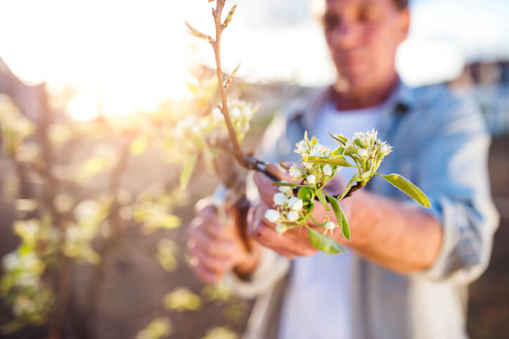 Schneiden im Frühling