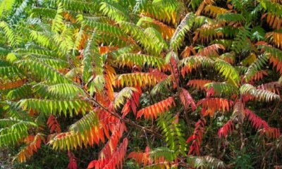 Schnellwachsende Laubbäume für den Garten