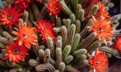 Schöne Kakteen-Arten als Zimmerpflanzen