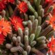 Schöne Kakteen-Arten als Zimmerpflanzen