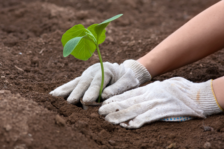 Setzlinge auspflanzen