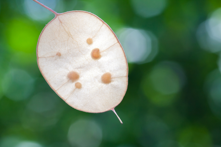 Silberblatt durch Aussaat vermehren