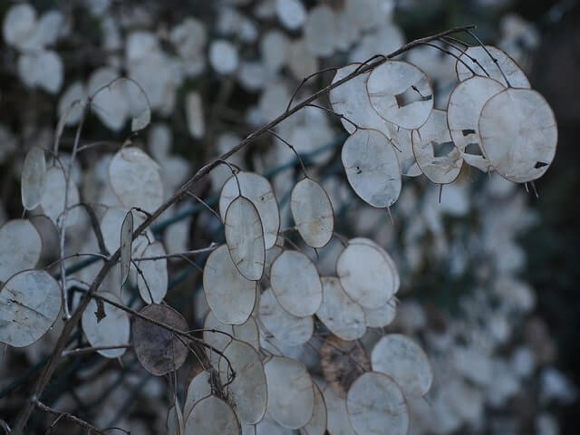 Silberblatt richtig vermehren