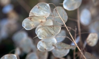 Silberblatt schneiden - wann und wie