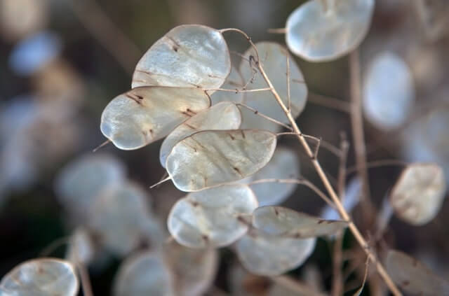 Silberblatt schneiden - wann und wie