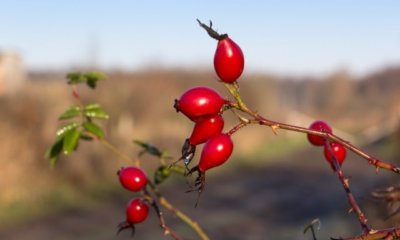 Sind Rotdorn Früchte essbar oder giftig