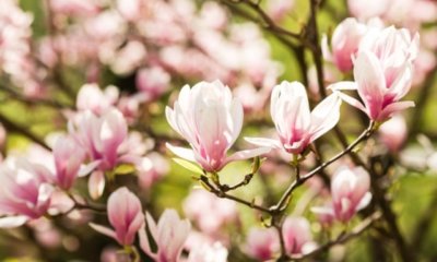 So bringen Sie Ihre Magnolie über den Winter