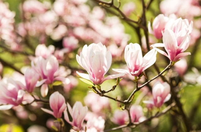 So bringen Sie Ihre Magnolie über den Winter