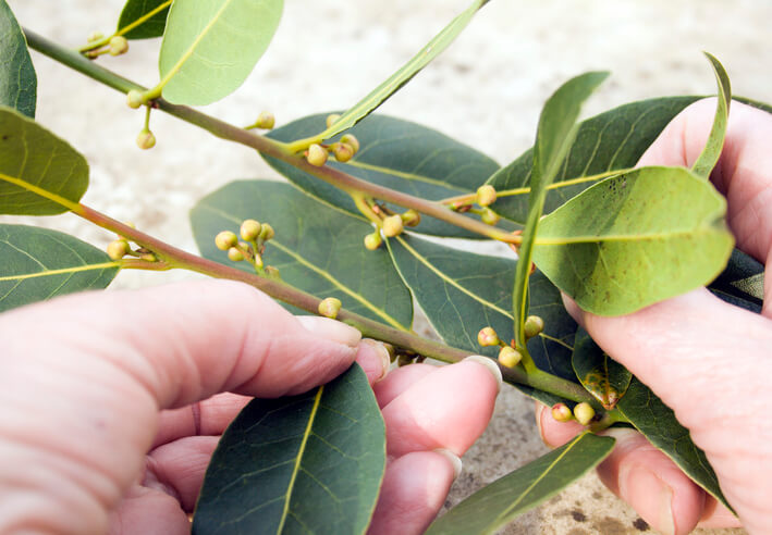 So ernten Sie Lorbeer richtig!