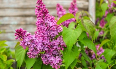 Sommerflieder richtig düngen - womit und wann