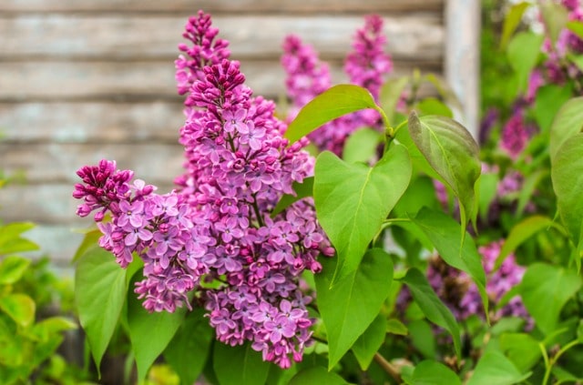 Sommerflieder richtig düngen - womit und wann