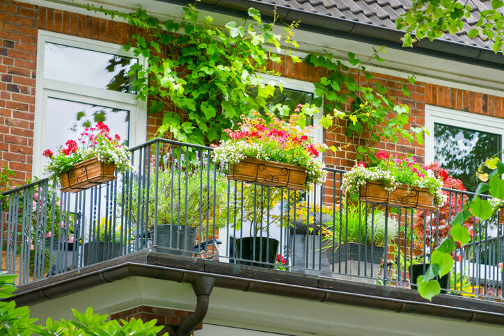 Sommerlicher Blütentraum am Balkon