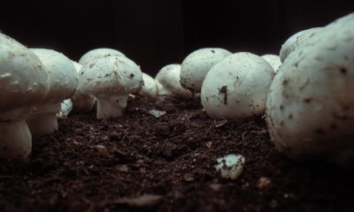 Speisepilze im Garten züchten