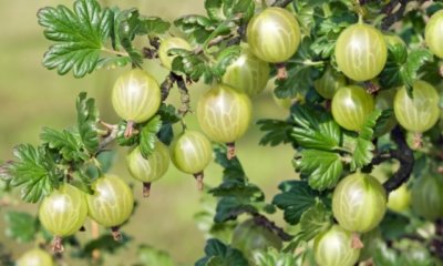 Stachelbeeren - alte und neue Sorten im Überblick