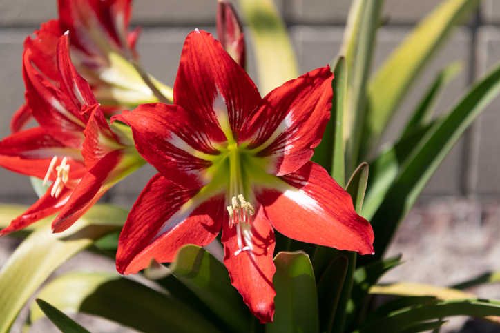 Standort und Pflege der Amaryllis