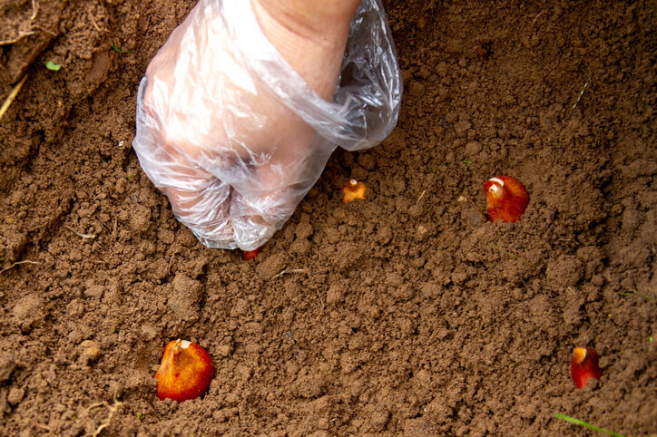 Standort und Wachstumsbedingungen