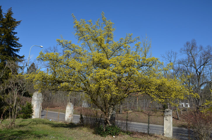 Standortanforderungen einer Kornelkirsche