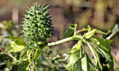 Stechapfel im Garten pflanzen - Anleitung und Tipps