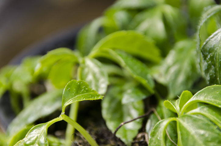 Stecklinge heranziehen