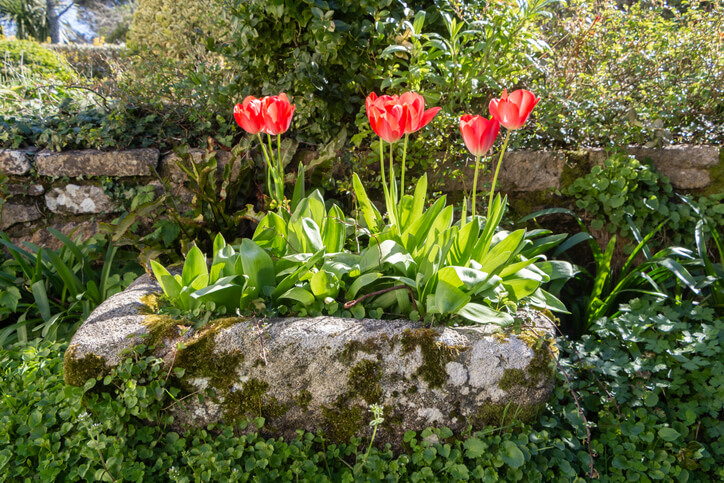 Steintrog für den Garten - darauf sollten Sie achten