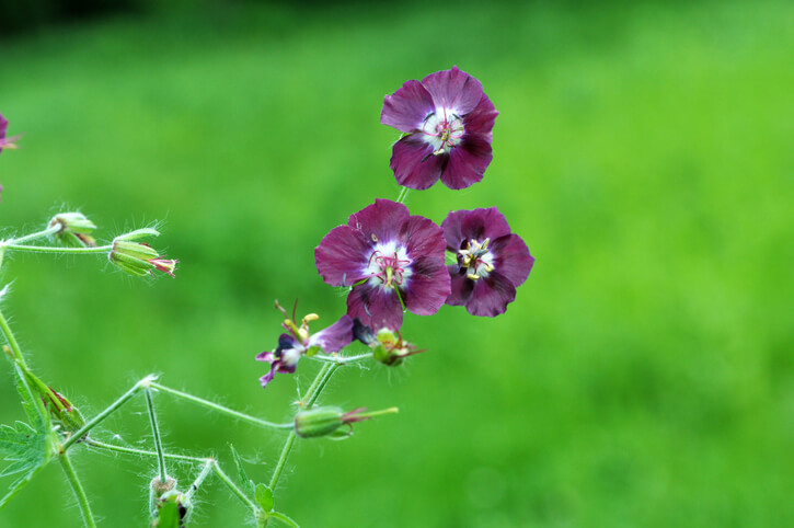 Storchenschnabel als Gartenpflanze