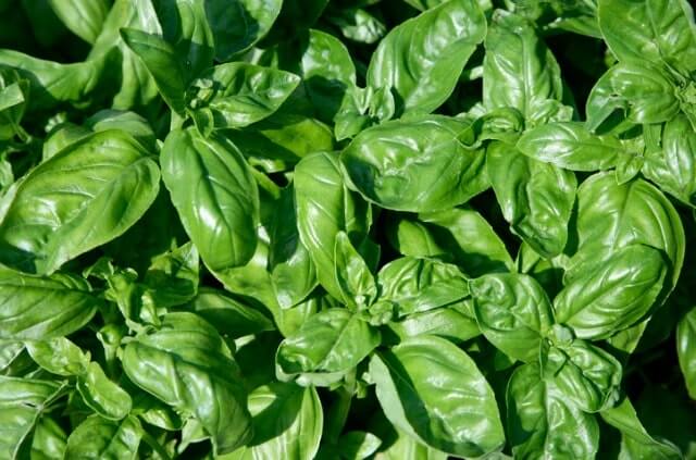 Strauchbasilikum winterfest machen