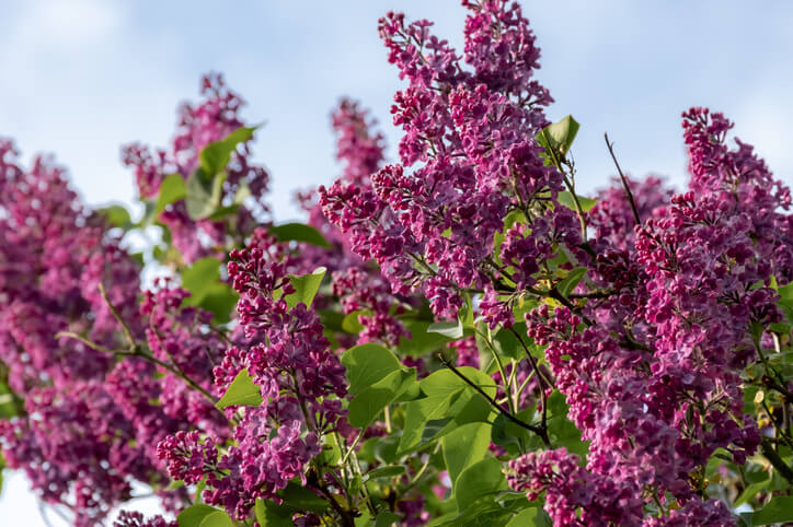 Syringa vulgaris