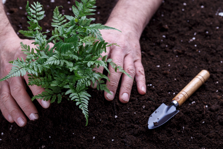 Teilung von Wurzelstöcken