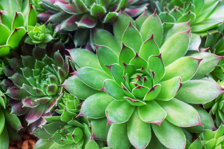 Tochterrosetten - die Ableger der Hauswurz