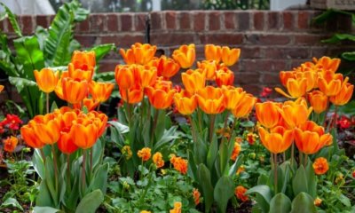 Tulpen haben nur Blätter aber blühen nicht - was tun