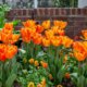 Tulpen haben nur Blätter aber blühen nicht - was tun