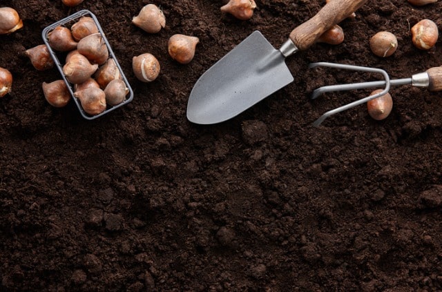 Tulpenzwiebeln umpflanzen - wann ist der beste Zeitpunkt