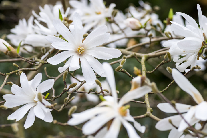 Umpflanzen verursacht oft Blattabwurf