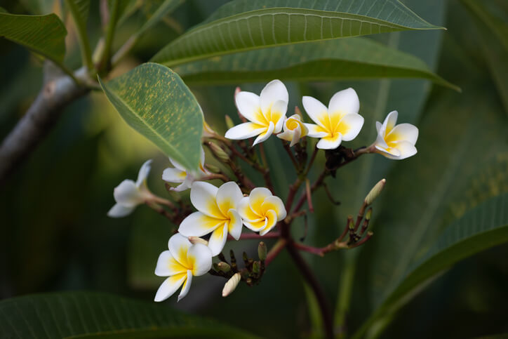 Unter welchen Bedingungen sollten Frangipani-Bäume überwintern