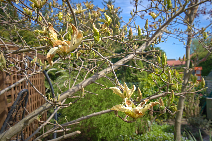 Ursachen für Laubfall im Sommer