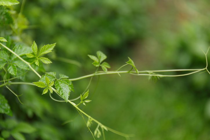 Vermehrung mit Absenkern