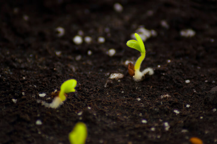 Vermehrung mittels Samen