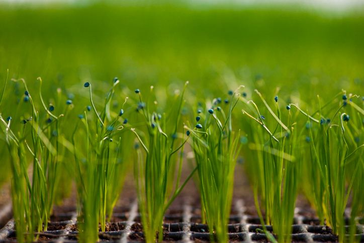 Vorgehensweise beim Aussäen im Topf