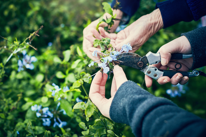 Vorgehensweise beim Rückschnitt