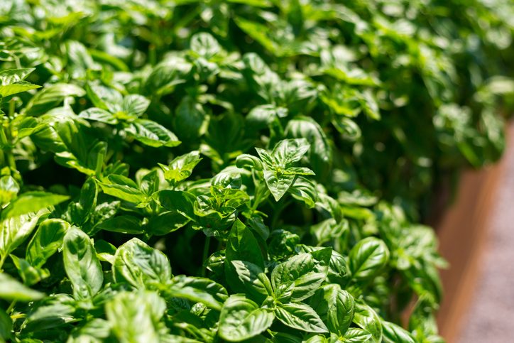 Vorkommen und heimisches Klima